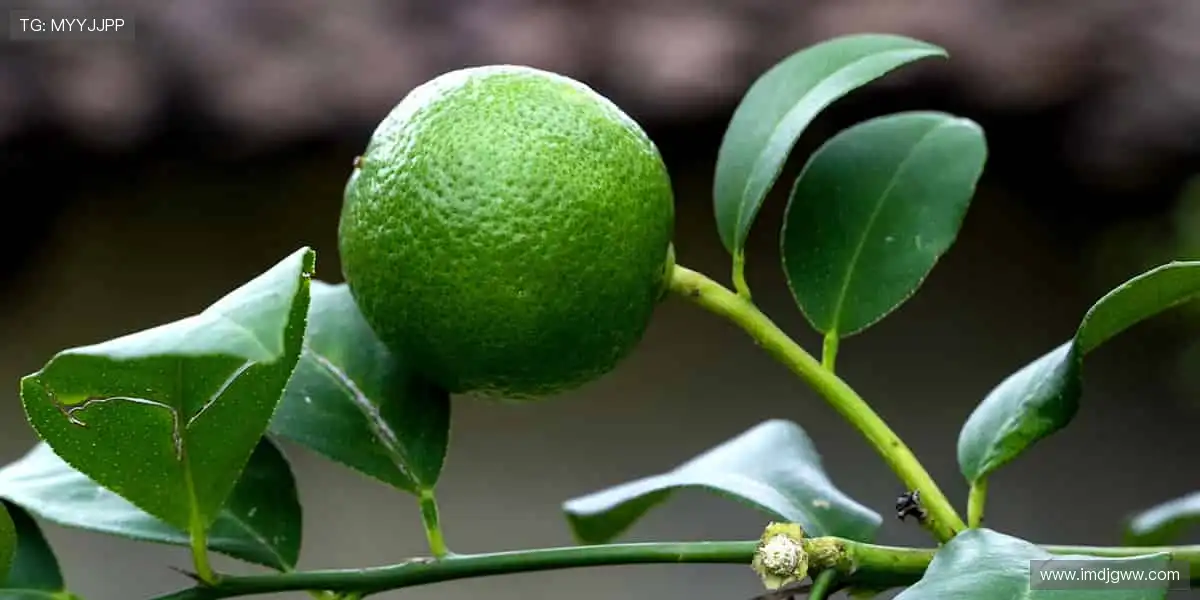 💬边看边聊,弹幕狂欢点燃观赛热情!🎉